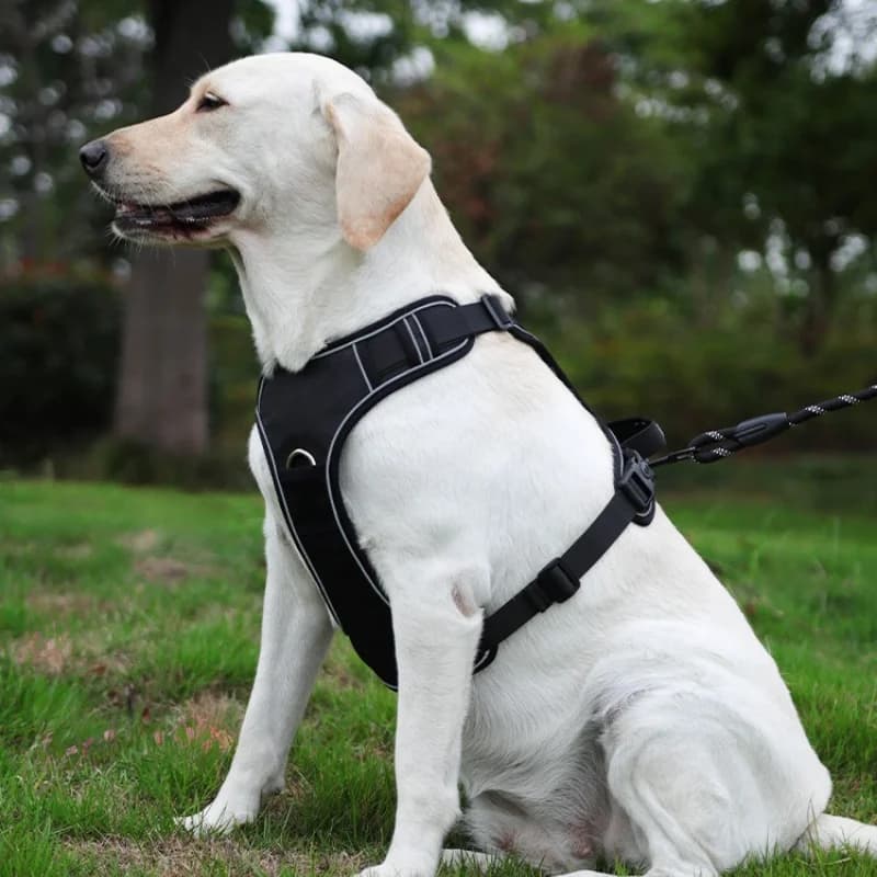 Dog Harness Outdoor Training Anti Lost Pet Vest Harness Matching Dog Traction Rope For Puppy Walking Daily Outdoor Activity