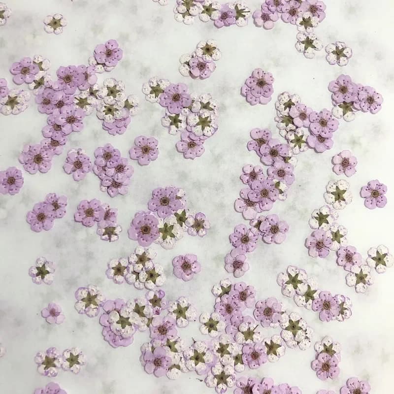 Pressed Mini Narciso Dry Flower Small Flower plum Nail Drop Collar DIY Case for phone Photo Material for face decals, 0.7-1 cm/20 pieces