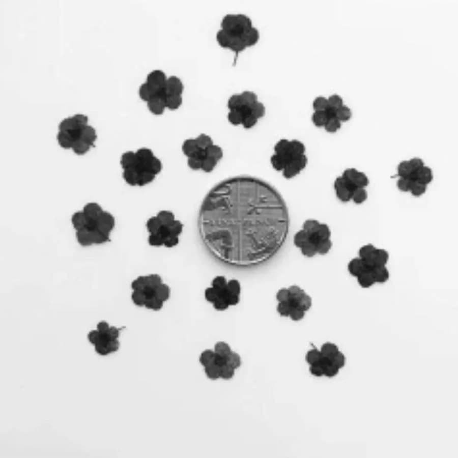 1000 pz Mini Pressato Secco Nero/Marrone Fiori di Ciliegio Fiore Pianta Herbario Per Gioielli In Resina Epossidica Segnalibro Cartolina FAI DA TE