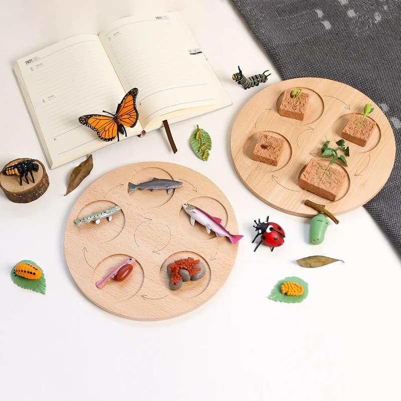 1Set tavola per ciclo di vita animale in faggio realistico fasi di vita della rana modello giocattolo ciclo di crescita degli animali bambini sussidi per l'apprendimento e l'insegnamento