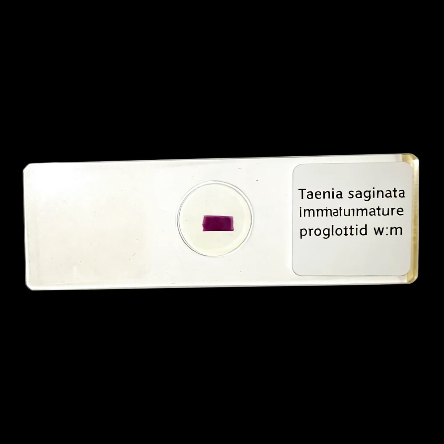 1 Pezzo di Proglottide Immature di Taenia saginata con Microscopio Integrato, Vetrina di Preparati per Parasitologia