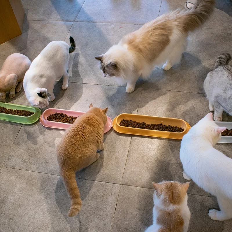 Ciotola lunga per cibo per gatti con scanalatura anti-perdite Piatto per alimentazione per animali domestici con acqua umida per prevenire formiche e insetti Ciotola per alimentazione per animali domestici facile da pulire