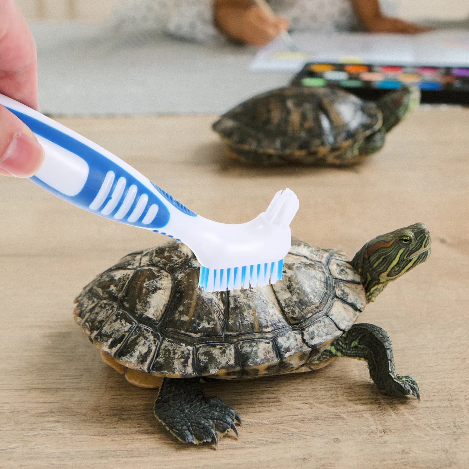 Turtle Shell Cleaning Brush Aquatic Tortoise Shell Cleaning Brush Turtle Shell Mud Dirt Remover Brush Aquarium Shell Brushes