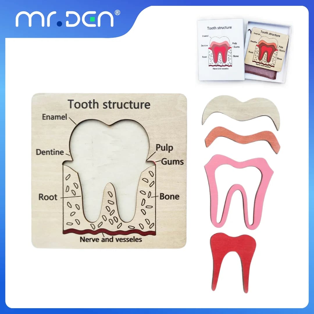 Gioco Educativo Dentale: Puzzle in Legno sulla Struttura e Anatomia dei Denti, Gioco da Dentista per Bambini, Accessori per Clinica, Kit Regalo