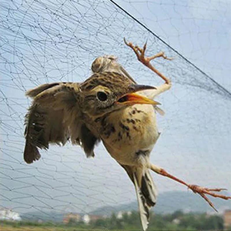 Dropshiping Rete per uccelli Anti Bird Catcher Rete per stagno Rete da pesca Trappole Colture Fiore Giardino Albero da frutto Maglia Strumento per il controllo dei parassiti
