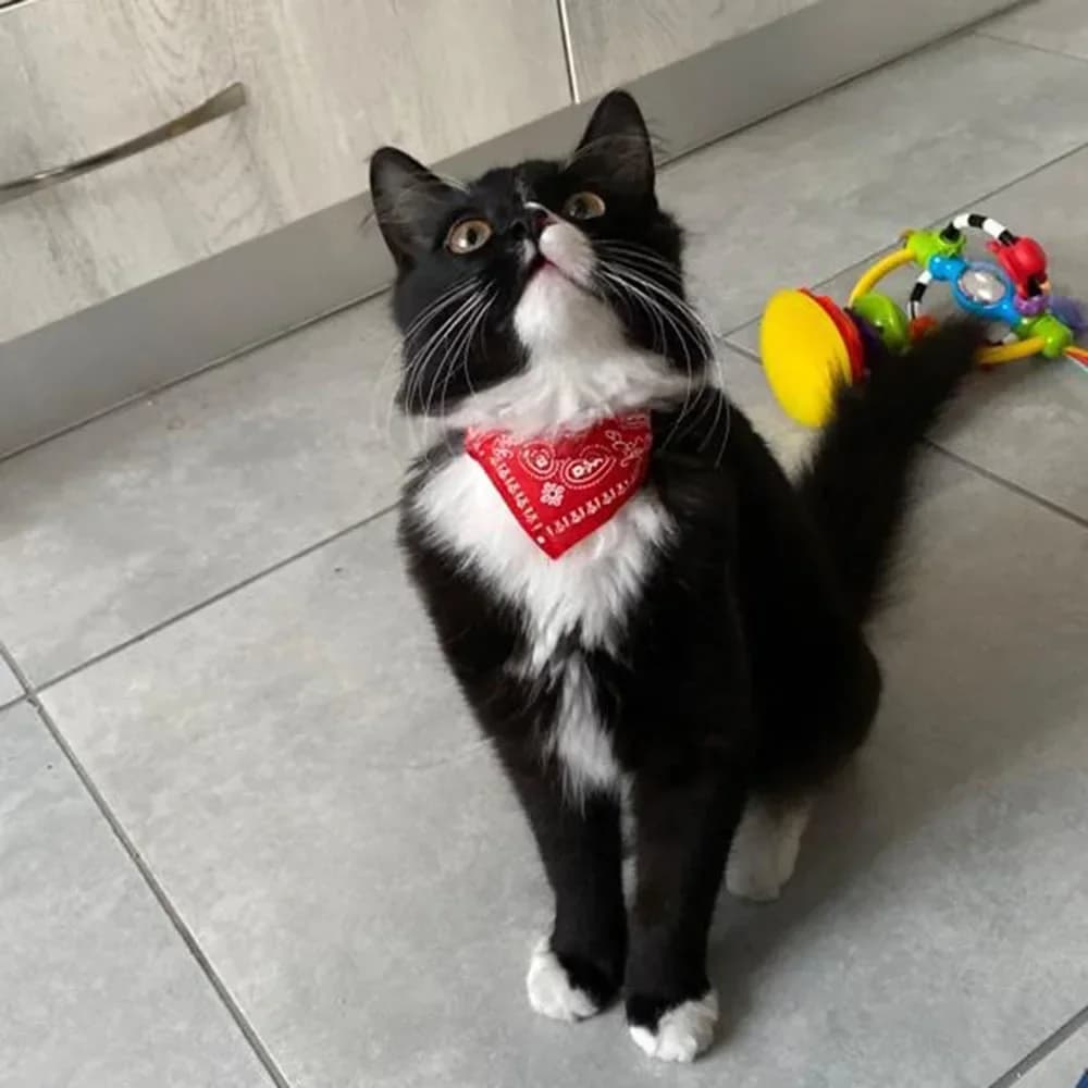 Simpatico cucciolo di cane stampato Bandana Collare per gatti Collare per sciarpa per gatti Collare per banana triangolare regolabile per gattini Piccoli animali