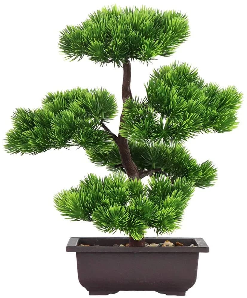 Pianta Bonsai di pino giapponese per la decorazione domestica, piante da casa in vaso, Display da tavolo, 33 cm di altezza