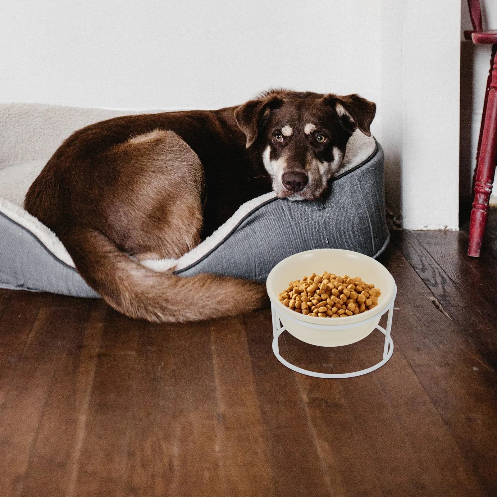 Set di 1 Ciotola in Ceramica per Gatti con Supporto Rialzato, Ciotola Stabile Antiscivolo per Alimenti, Facile da Pulire, Mangiatoia per Gatti, Mangiatoia per Animali Domestici