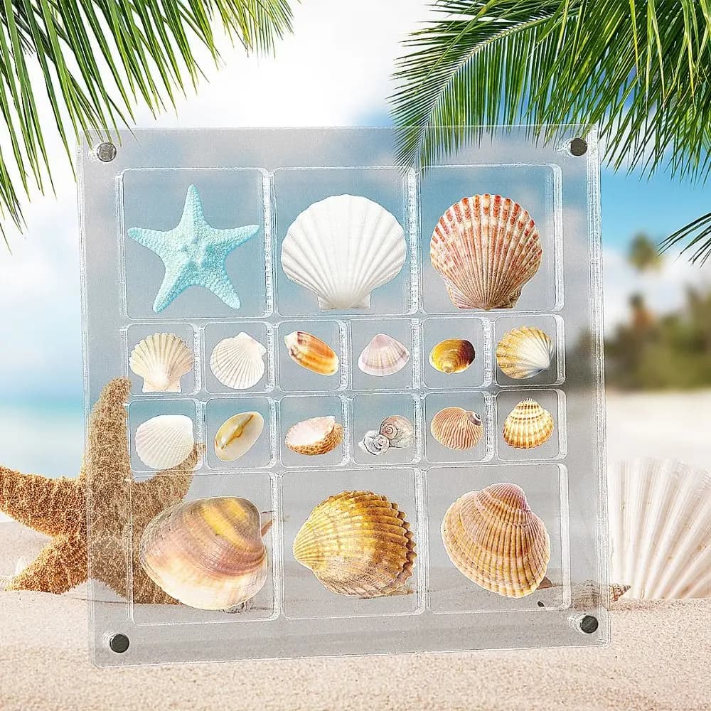 Magnetic display for shells transparent box for shell case for Mini shells transparent plastic organizer small craft