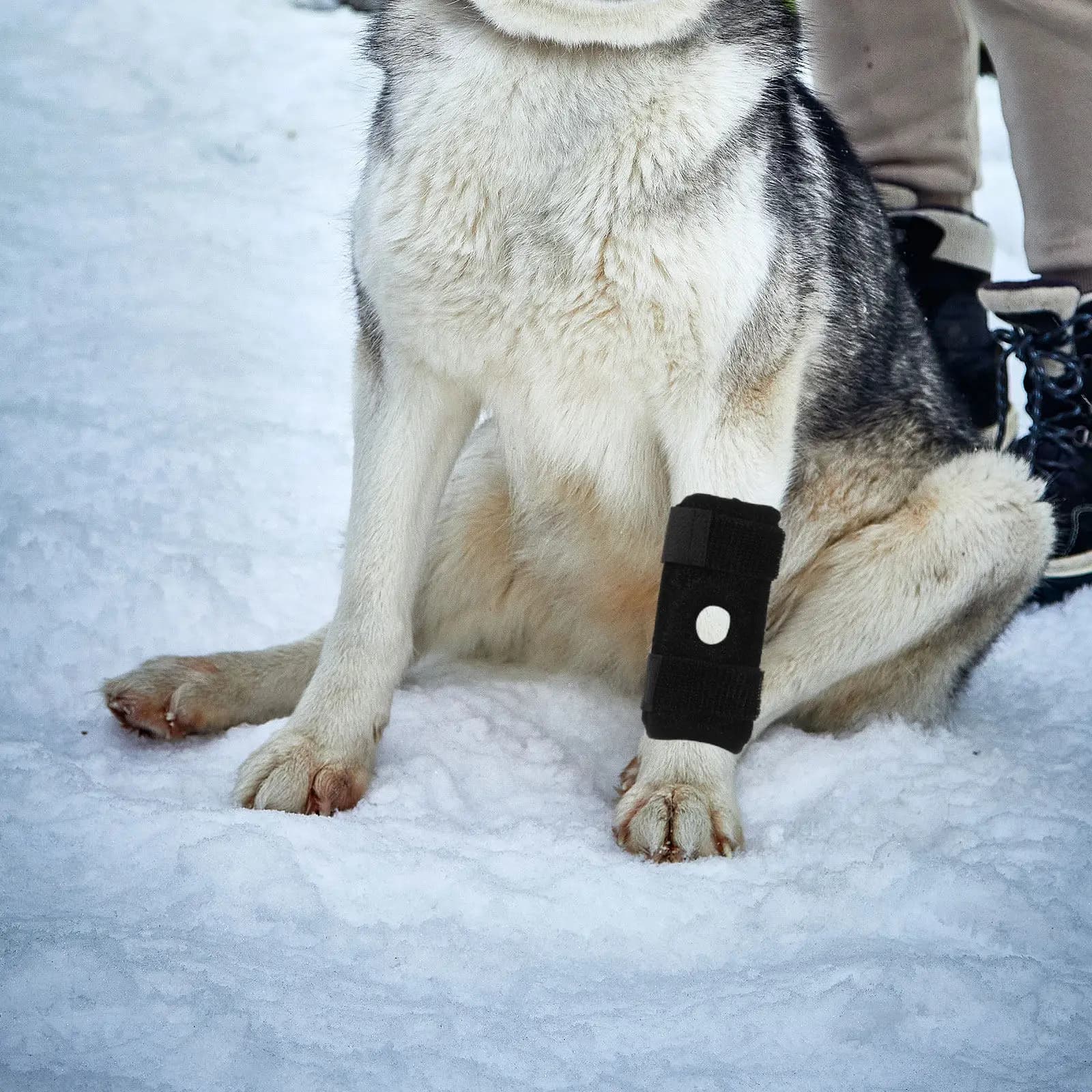 Supporto per Ginocchio e Anca per Cani, Protezioni per Gomiti, Cuscinetti di Protezione per Articolazioni, Coprigambe Regolabile Nero