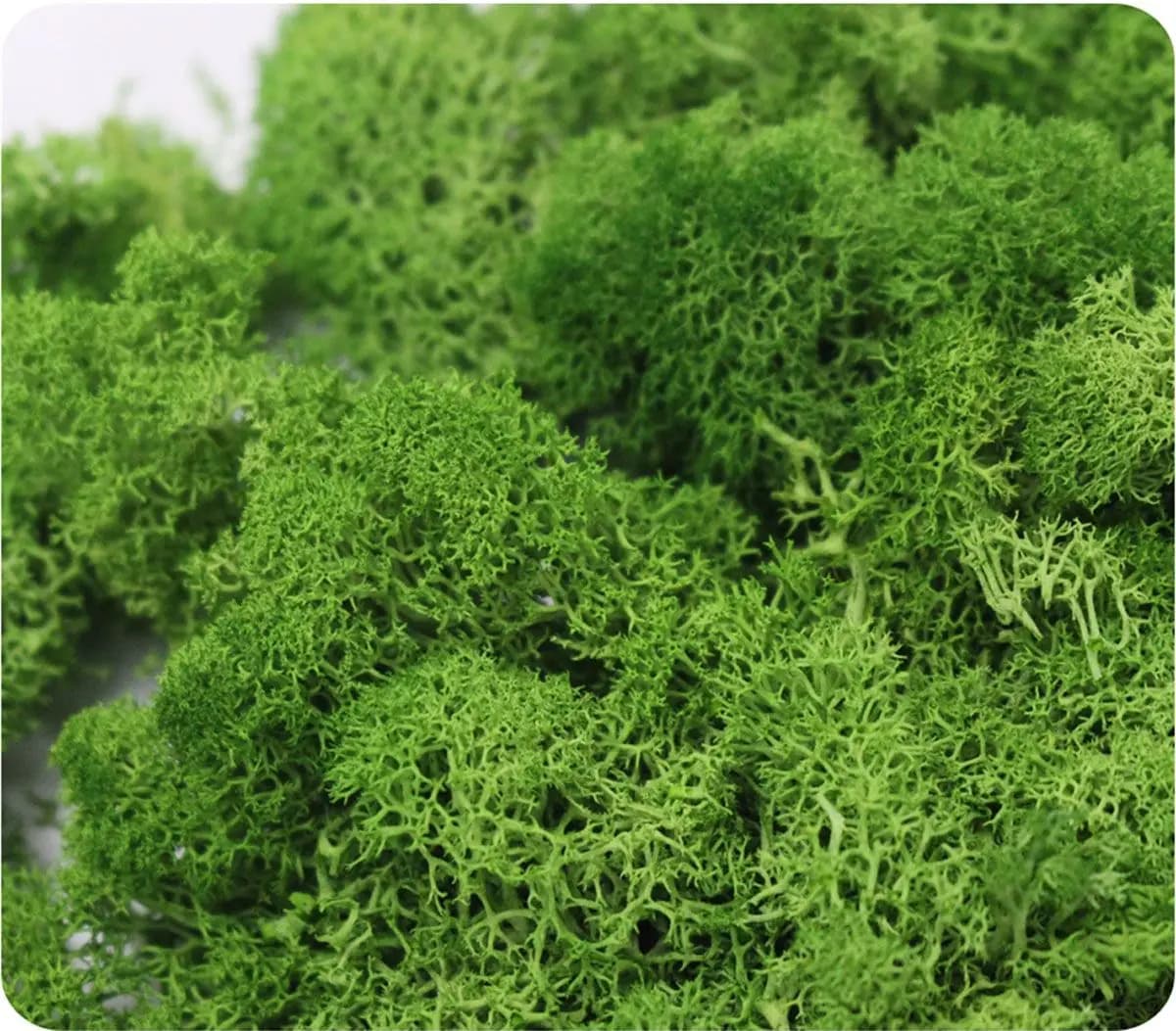 Wedding Accessories Decoration Flower Home Decor Wedding Micro Landscape Artificial plant Eternal Life Moss Reindeer Moss