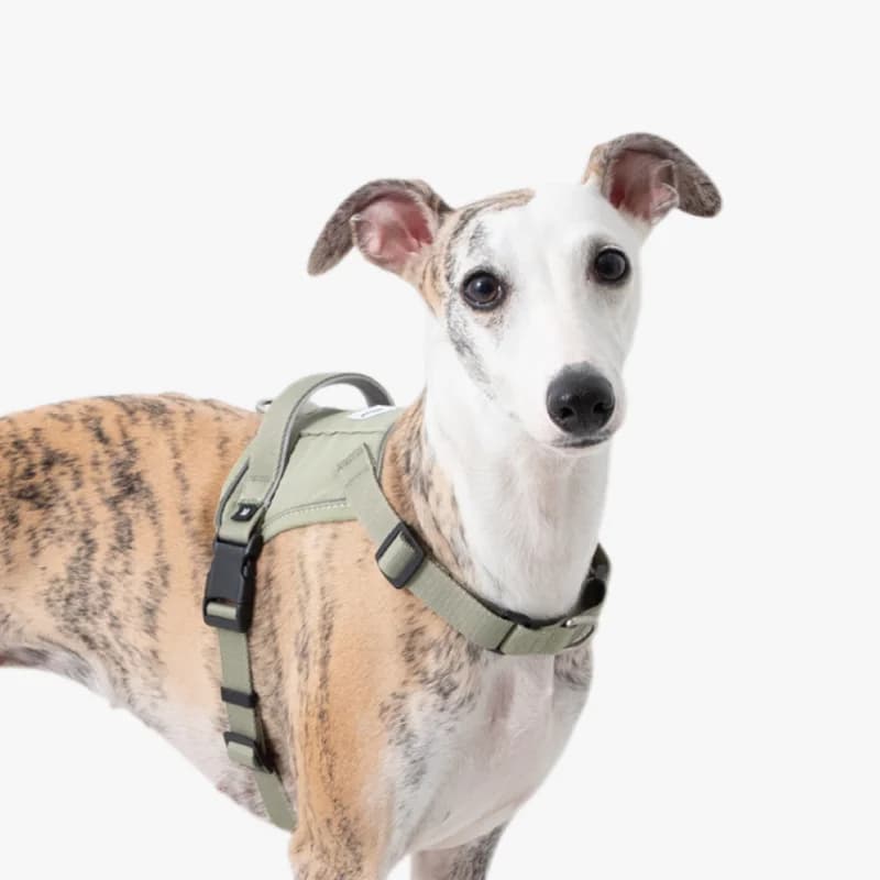 Pettorina per cani Quick-On, gilet anti-trazione, clip anteriore e posteriore, tasca per tracker, riflettente, traspirante