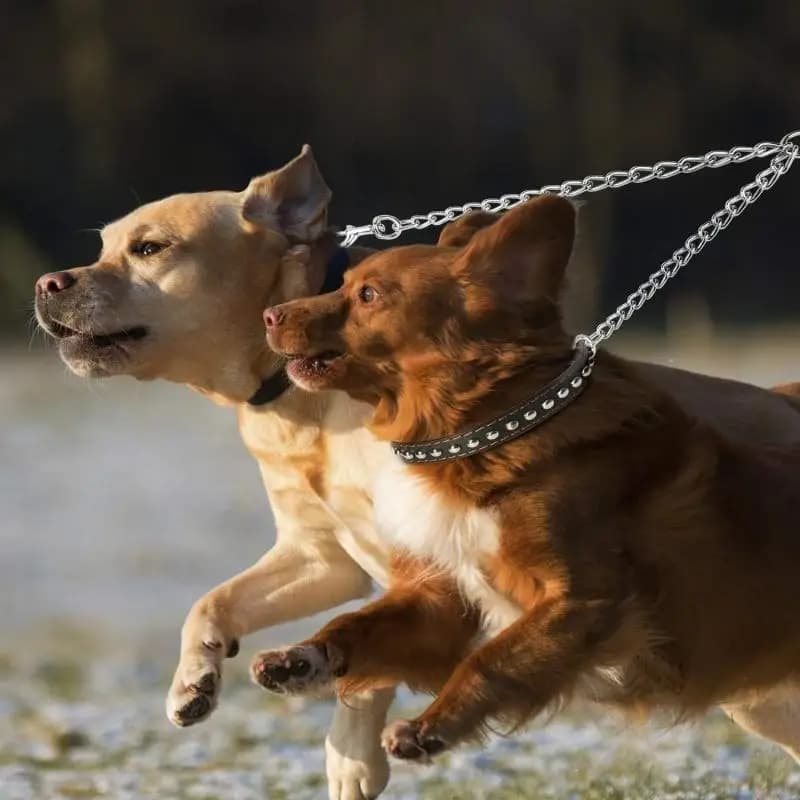 Double Row for Dogs with Double Buckle, Chain for 2 Dogs, for Race, Stroller and Training, Pet Guide Belt