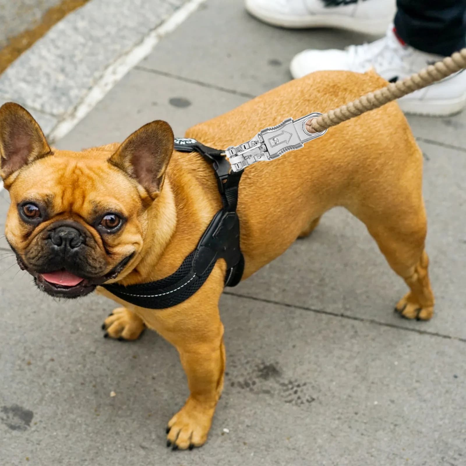 2 Pezzi Moschettoni in Metallo per Guinzaglio, Ganci a Sgancio Rapido per Collare Cane, Zaino, Accessori da Viaggio per Animali Domestici