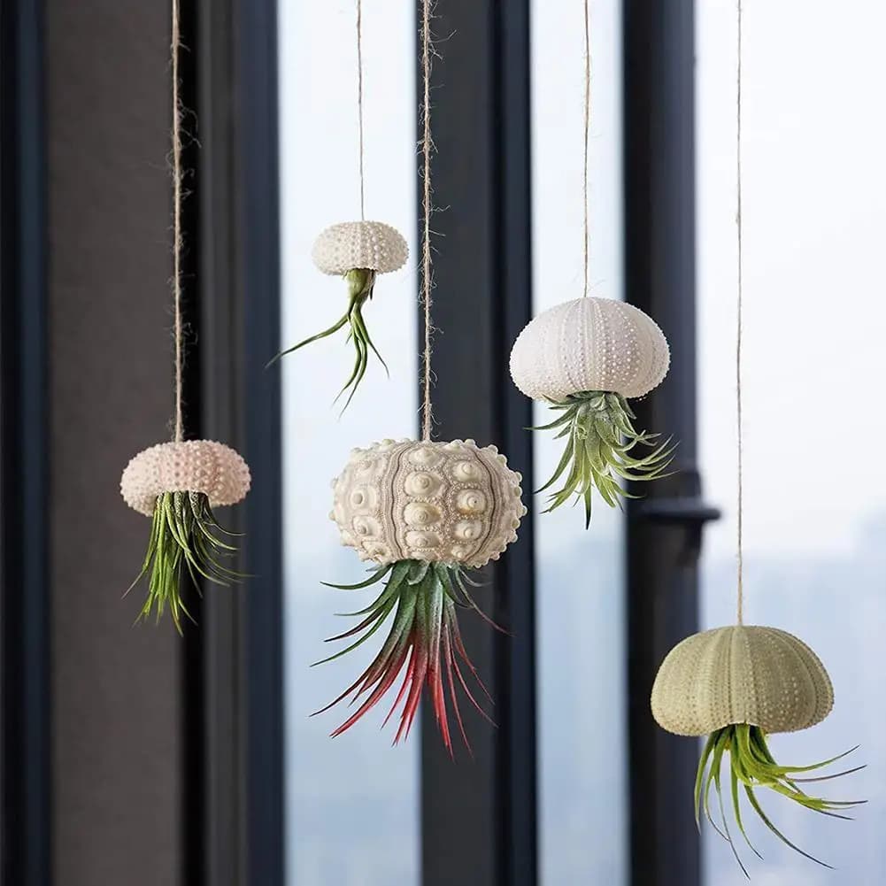 Natural sea urchin shell for decoration Shell Tillandsia Pot Plant Coquillage Accessories for undefined home decoration