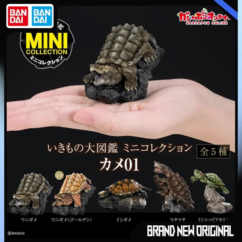 BANDAI Enciclopedia biologica Action Figures Modello Tartaruga Coccodrillo Tartaruga Brasile GASHAPON Ornamento ufficiale autentico