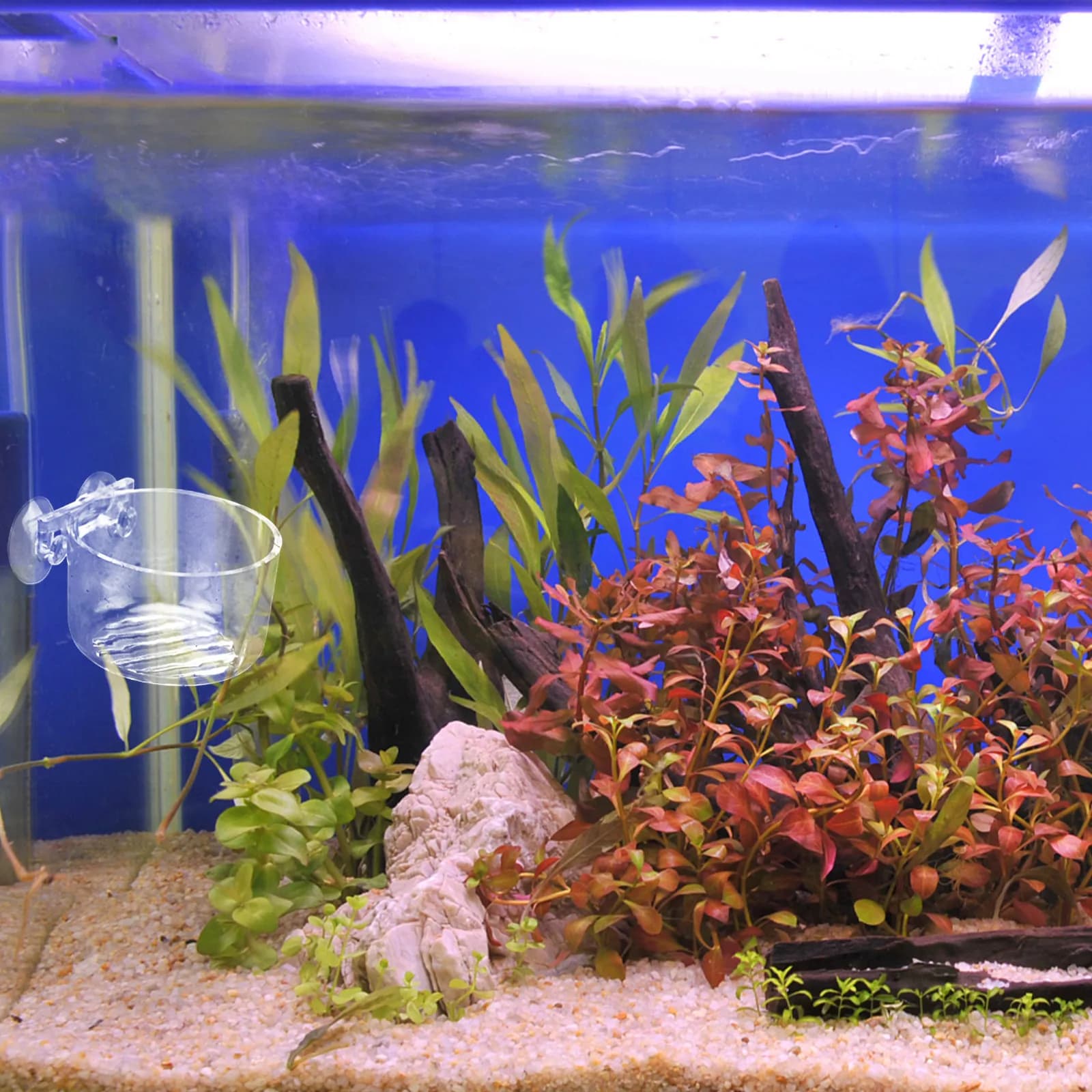 2Pcs Fish Feeder Acrylic Feeding Bowl Aquarium Food Holder Strong Suction Cup Clear Fish Tank Feeder Pet Supplies