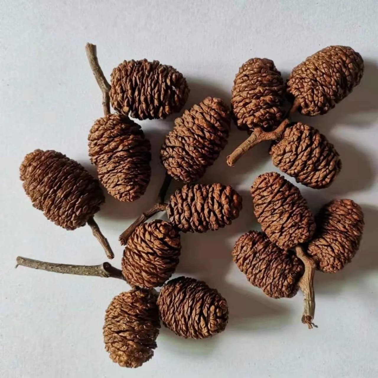 Pianta naturale pigna foresta fai da te fiore eterno frutta secca Natale creativo