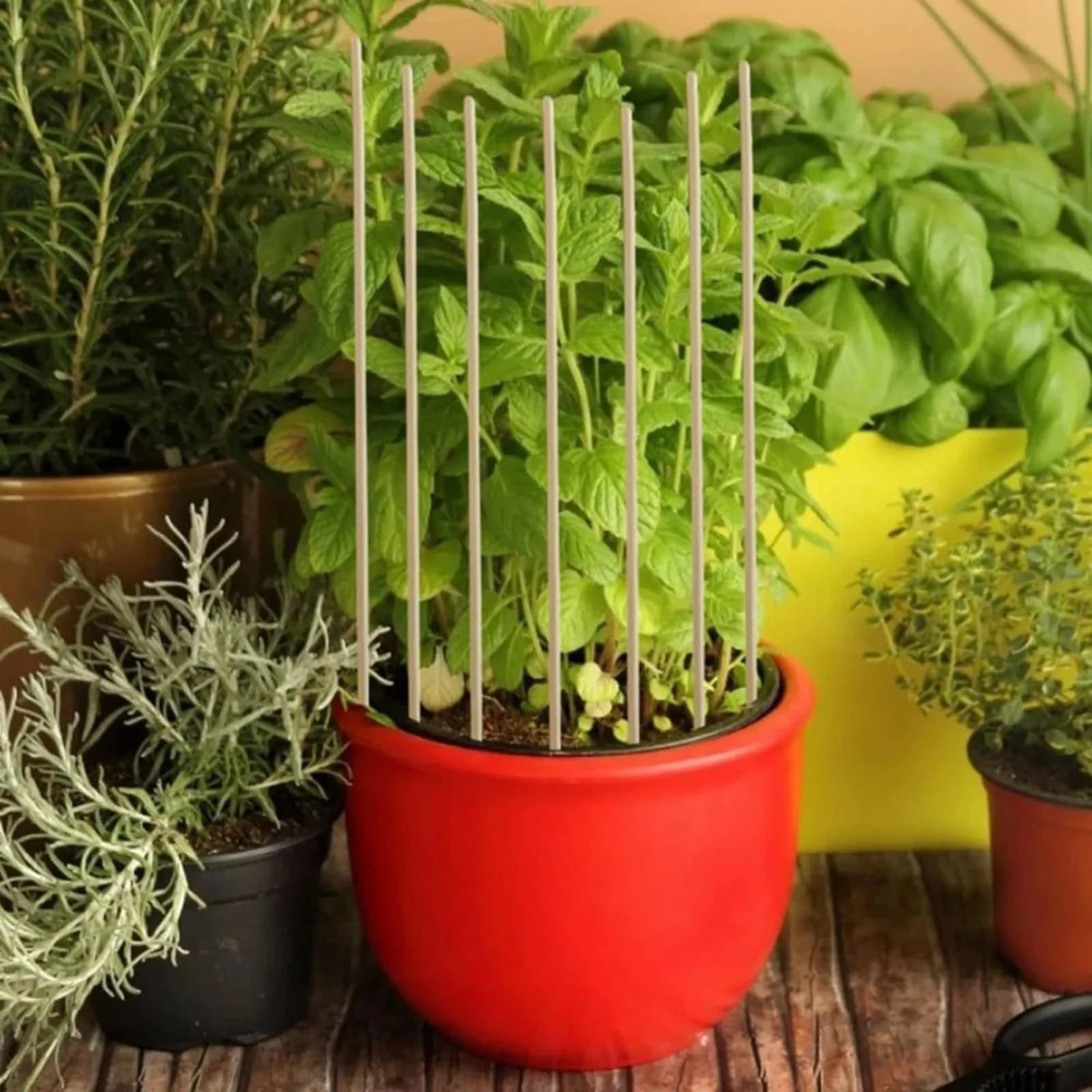 Kit di 50/100 Pezzi di Supporti per Piante da Giardino, Set di Pali per Sostenere Verdure, Pomodori, Piselli, Attrezzi da Giardinaggio