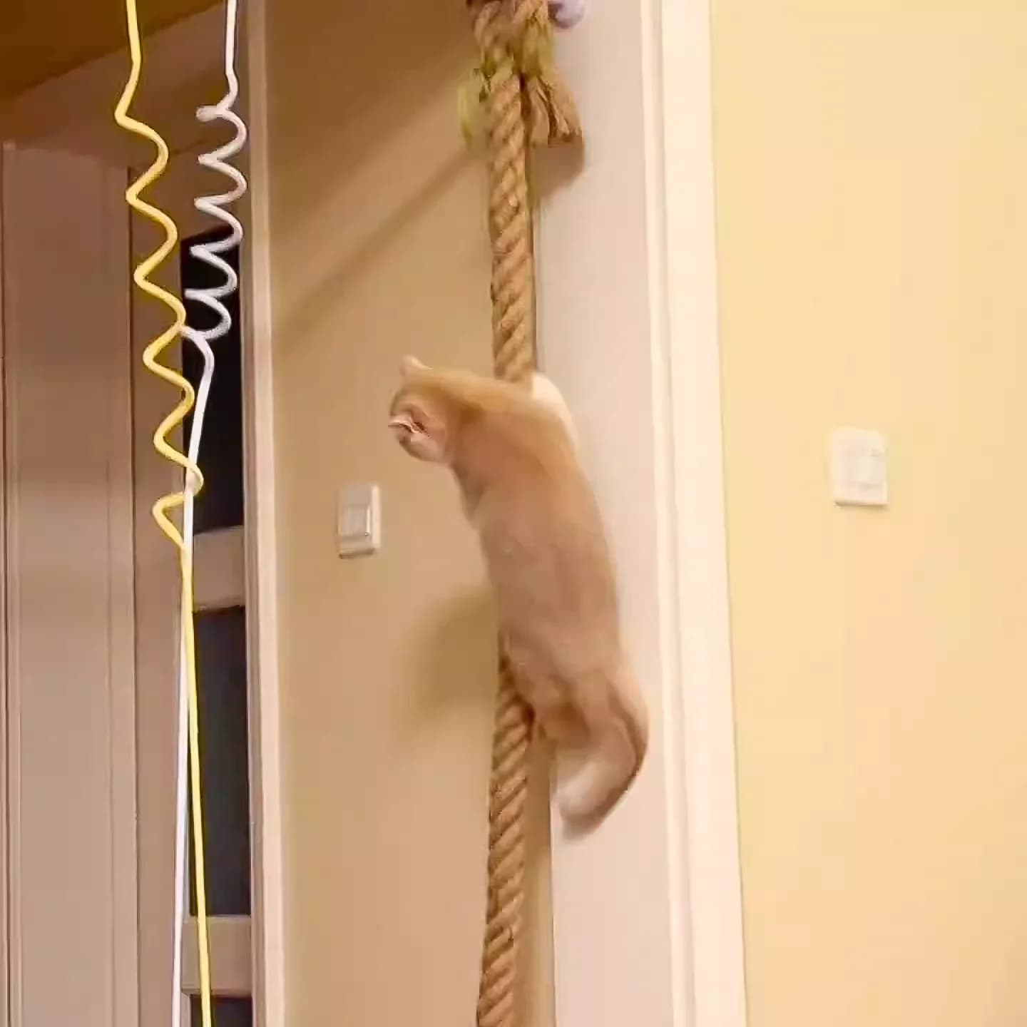 Mobili da arrampicata per gatti a soffitto a parete con corda in sisal e gradini in legno massello stile gancio, per gatti da grattare e salire.