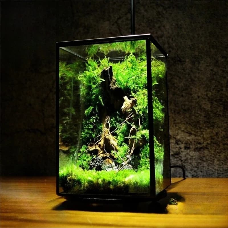 Terrario della foresta pluviale in miniatura Poliedro trigonometrico in vetro conservato Casa di fiori Vaso per piante creativo traslucido