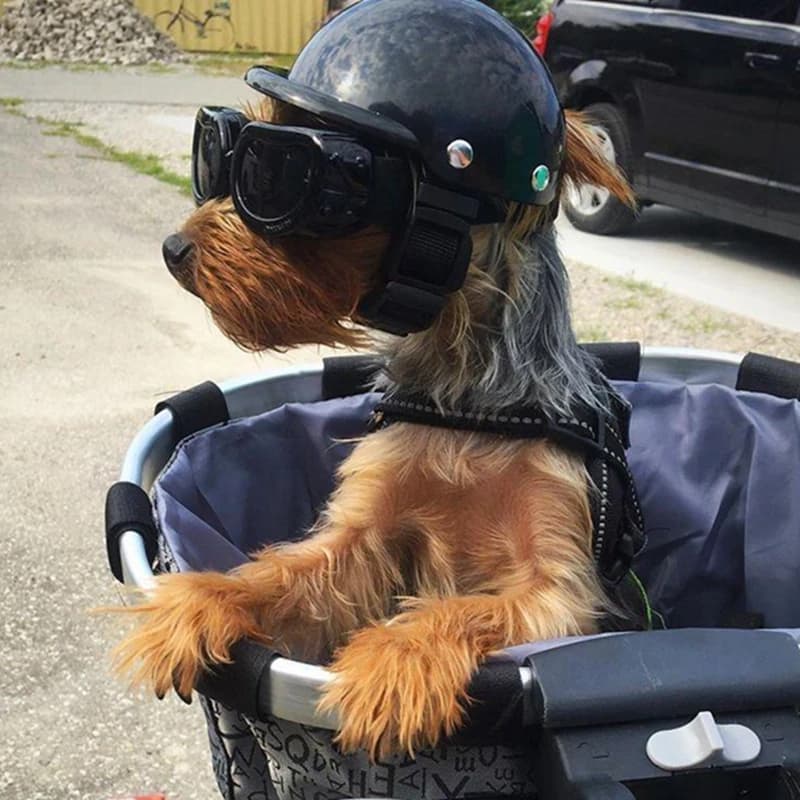 Caschi per Animali Domestici, Casco per Cani e Gatti da Bicicletta e Moto con Occhiali da Sole, Cappello di Sicurezza per Cani per Viaggi, Protezione per la Testa, Accessori per Animali Domestici S/M