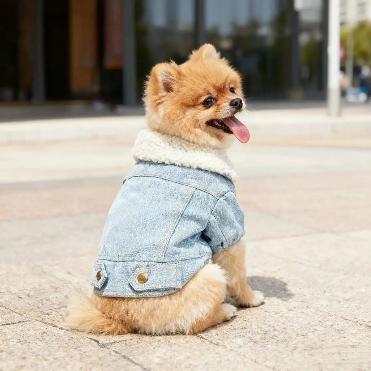 Giacca in pile per cani e gatti con collo in pelliccia, design autunnale invernale, abbigliamento antifreddo