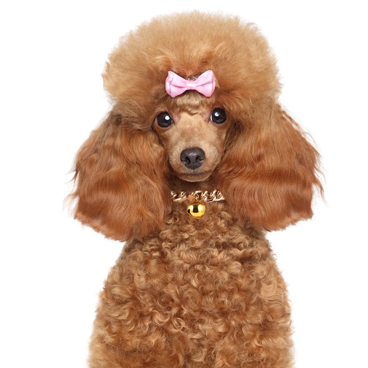 1Pcs Gold Tone Pet Bell Collar Necklace for Dogs Cats Small Exquisite Design Free Walking Portable Safe Outdoor Use Pet