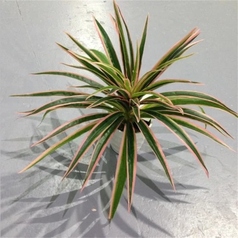 Artificial Chlorophytum Comosum Copper Plastic Plants Wedding Decorations Simulation Green Plant No Vase Hotel Shopping Mall Decoration