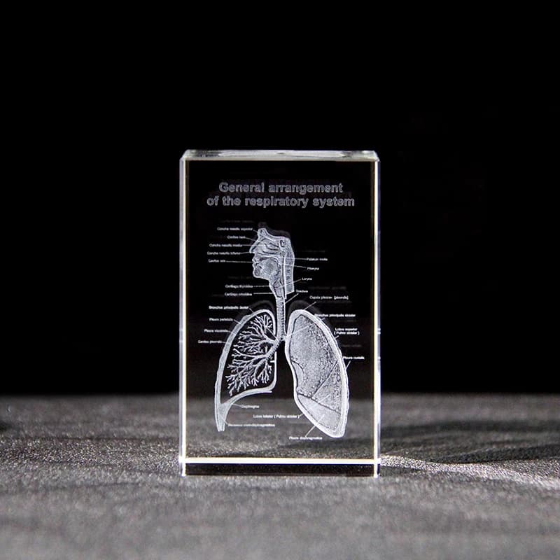 Cubo di organo polmonare umano con incisione laser 3D Struttura medica del sistema respiratorio Regali di laurea per studenti di medicina