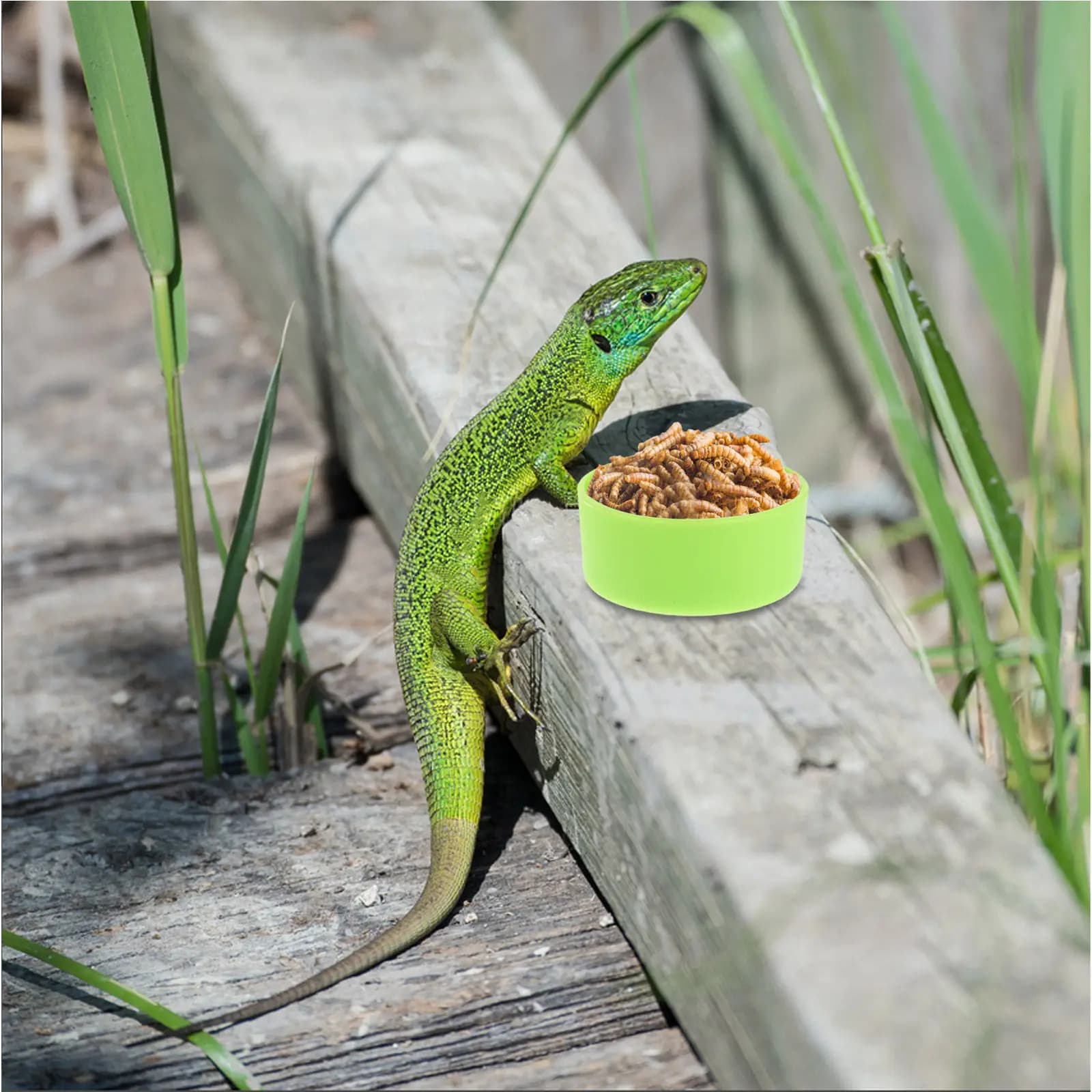 30Pcs Reptile Bowl Pets Food Bowls For Reptile Breeder Water Round Non-tip Lizard Feeding Dish Bearded Dragon