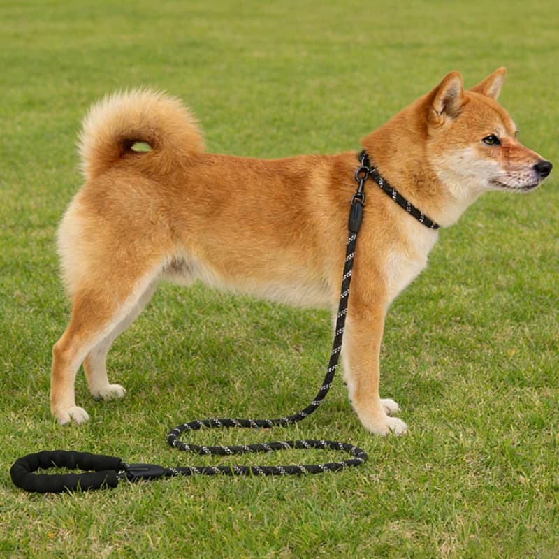 Guinzaglio per cani in nylon riflettente, antideflagrante, comoda corda rotonda, guinzaglio per passeggiate con animali domestici, non retrattile per esterni