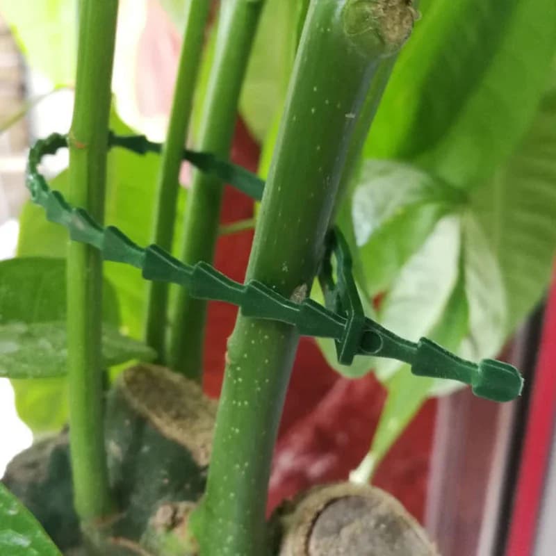 500 pz Riutilizzabili 17 cm Fascette per cavi da giardino Fascetta in plastica autobloccante Supporto per piante regolabile Arbusti di fissaggio Avvolgicavo