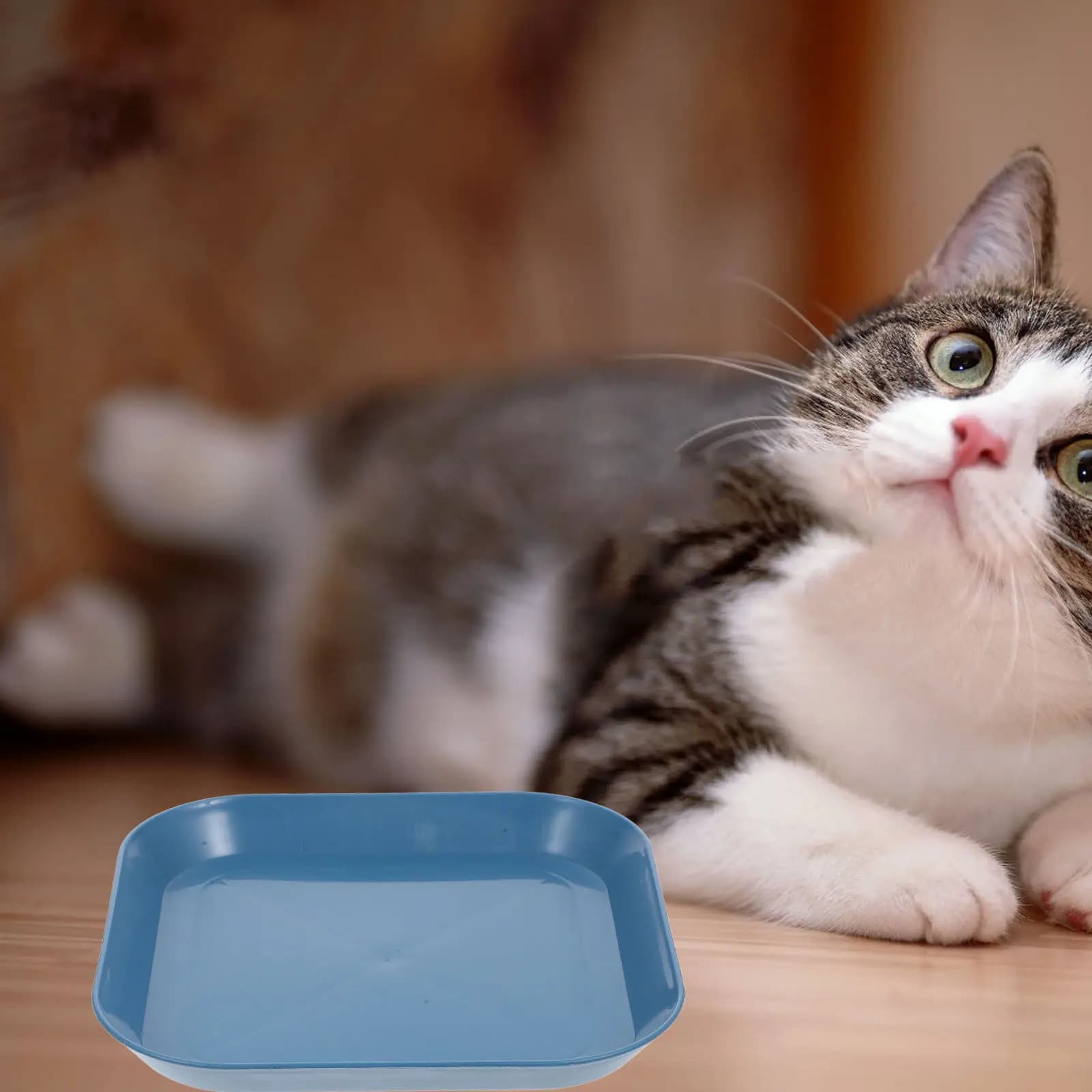 1Set Cat Feeding Bowl PP Sturdy Flat Shallow Pet Food Dish Nonslip Base Easy Clean for Small Cats Indoor Use Pet Bowls