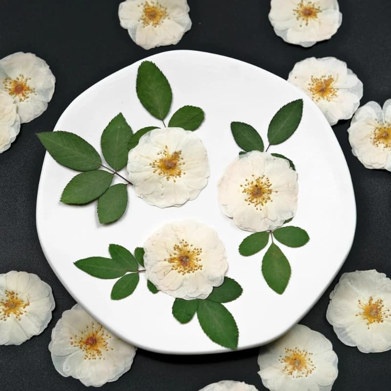 6 pieces, 9 pieces, natural white rose pressed flowers diy leaves of rose dried for epoxy resin seal of wax stamp frame for photo gift sample