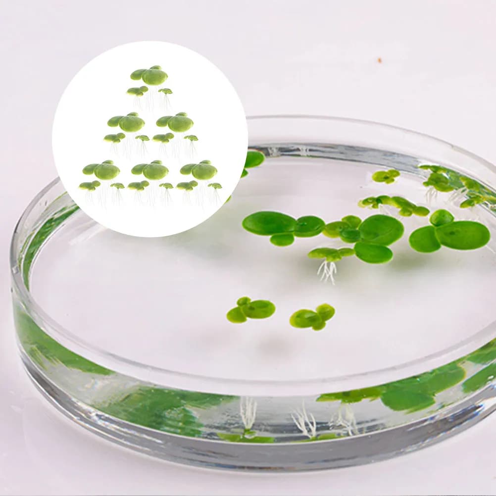 18 Pieces of Artificial Decorations of duck Grass, Water Plants Floating for Aquarium, Pond, Simulation Decoration Anatra Grass
