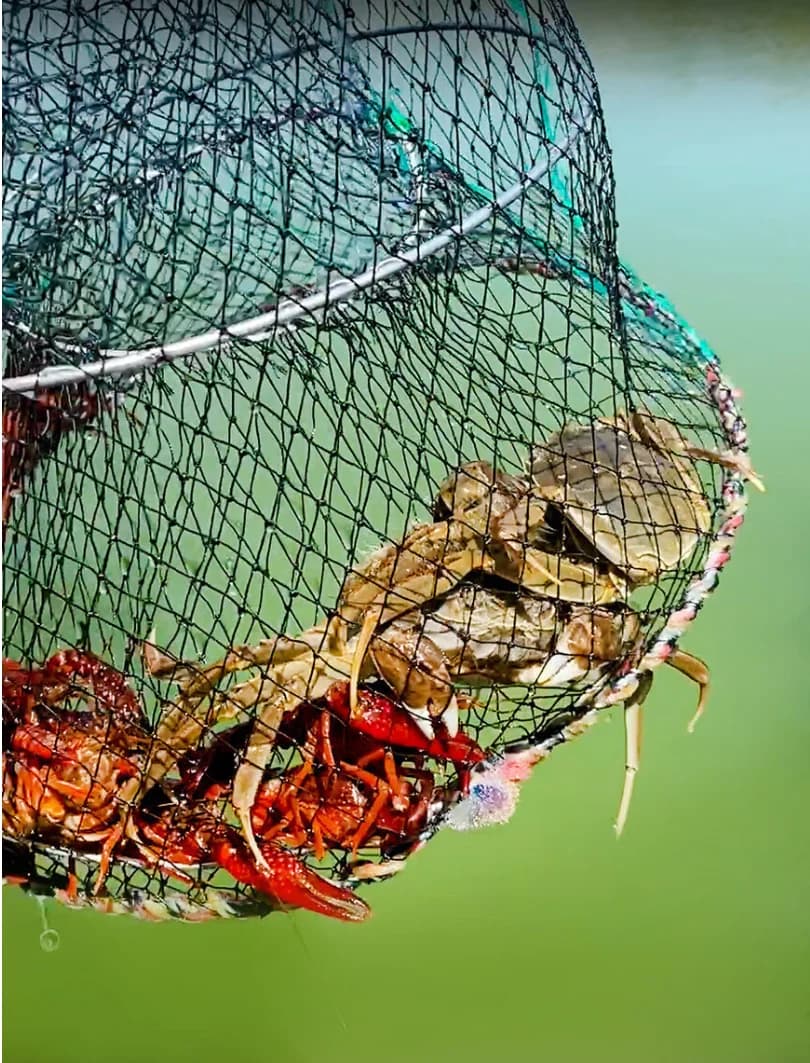 Carb Loach Net Ground Fish Cage Catch Fish Cage Foldable Net Catch SEA Fish NET Anti-corrosion Crab Cage Shrimp Cage Fishing Ne
