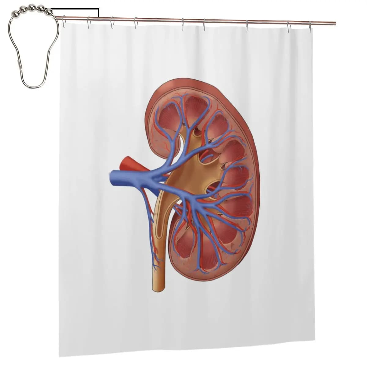 Tenda da doccia con illustrazione medica dell'anatomia del rene, tende da bagno impermeabili in poliestere con ganci