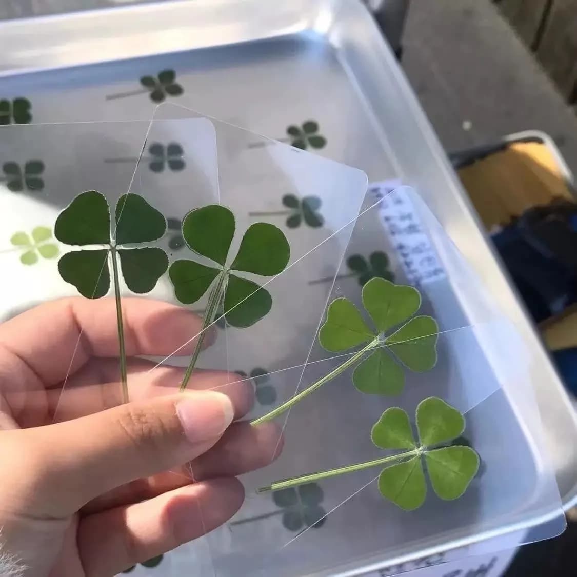 5 Lucky Clover postcards, transparent grass wish cards, ideal for bookmarks and decorations, perfect festive gifts
