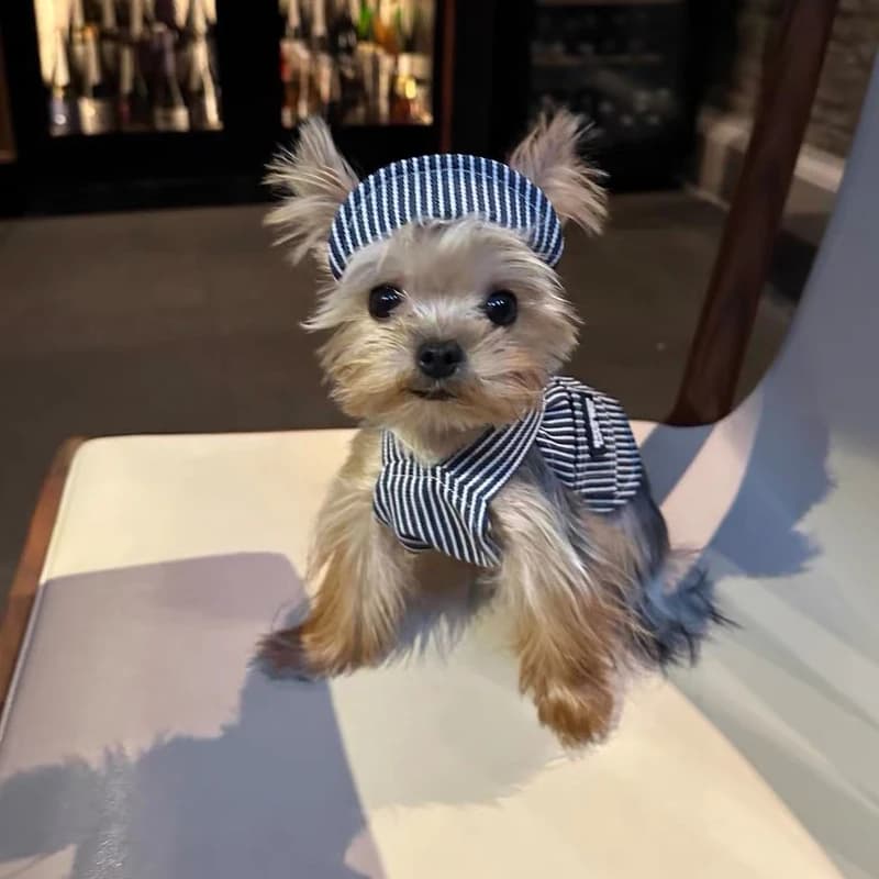 INS Style Kawaii Pet clothes Spring Summer Yorkshire Maltese Yogi Harness Korean Denim Suspenders Skirt with Hat for Small Dogs