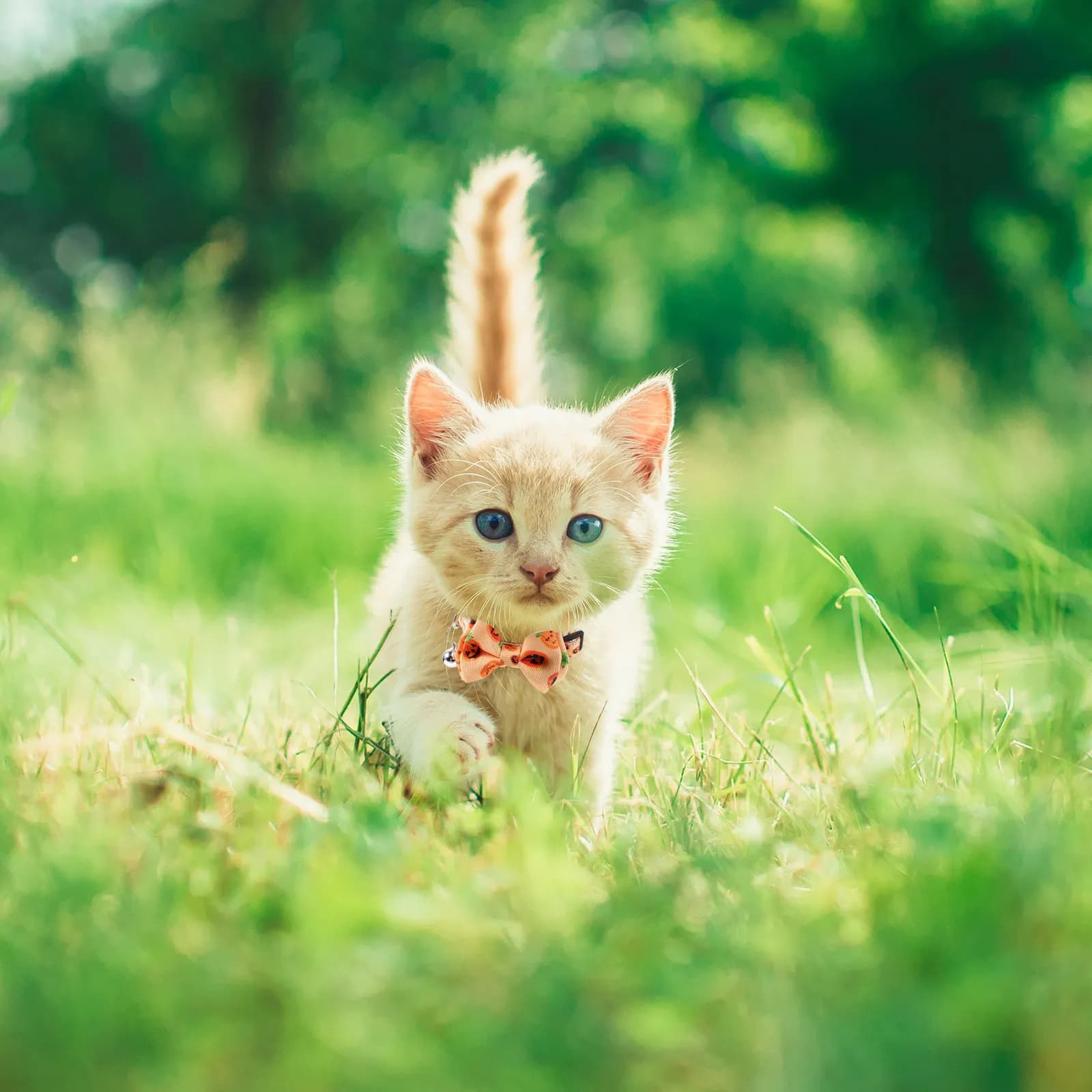 Collare per Gatti a Tema Halloween, Regolabile con Fiocco, per Cani, Gatti, Conigli, Decorazione per il Collo degli Animali Domestici, Accessorio per Costume da Festa, Sicuro e Confortevole