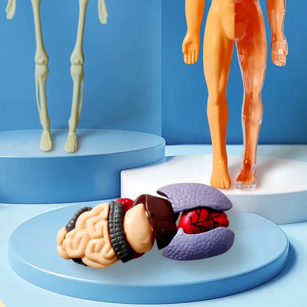 Kit Educativo per l'Assemblaggio del Corpo Umano, Puzzle Anatomico Interattivo in Plastica Sicura per Bambini dai 5 ai 12 Anni