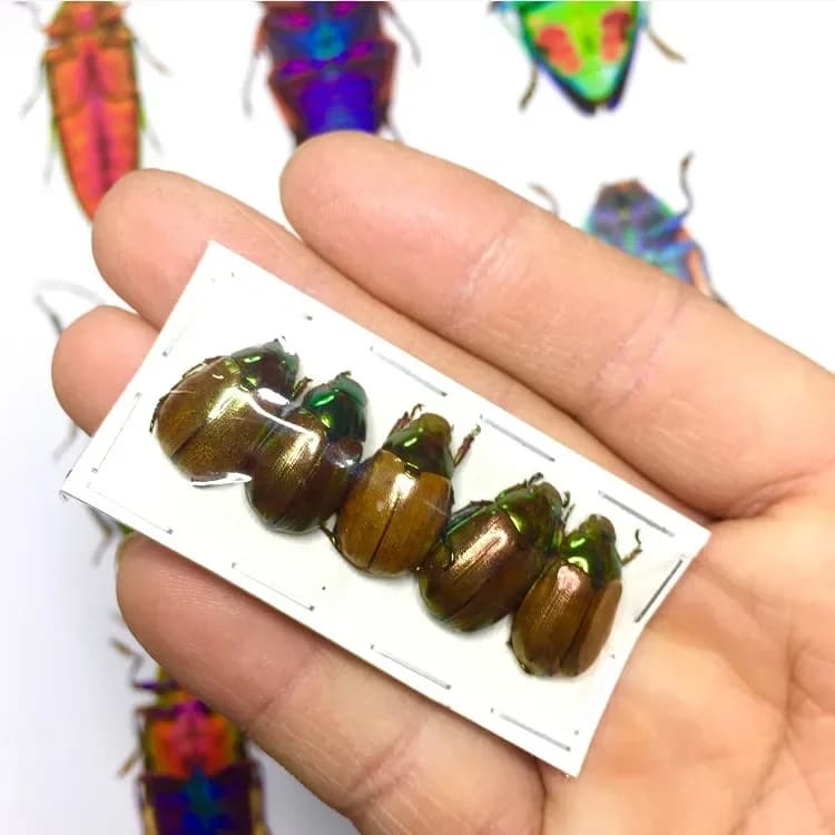 Vero e proprio Tartaruga D'oro Campione di Insetti Bagnati Rutelidae Sp2 Freccia Insetto Scarabeo Mosaico Statue di Opere D'arte per la Decorazione Della Casa