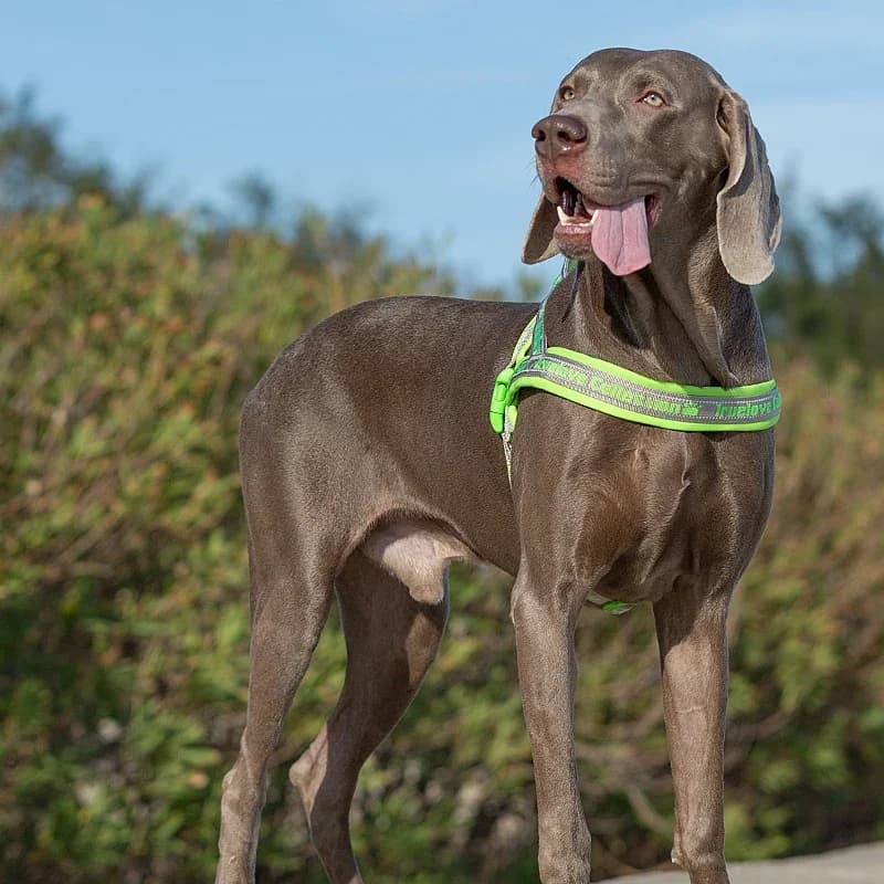 Lightweight Neoprene Padded Reflective Dog Harness Truelove TLH58121, Durable Nylon Webbing Vest for All Breed Daily Walking