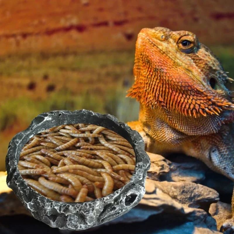 Ciotola per rettili Tartaruga Piatto d'acqua Ciotola per alimenti rotonda Alimentatore in resina a prova di fuga per piccoli e medi Animali domestici Lucertola Leopardo Gecko