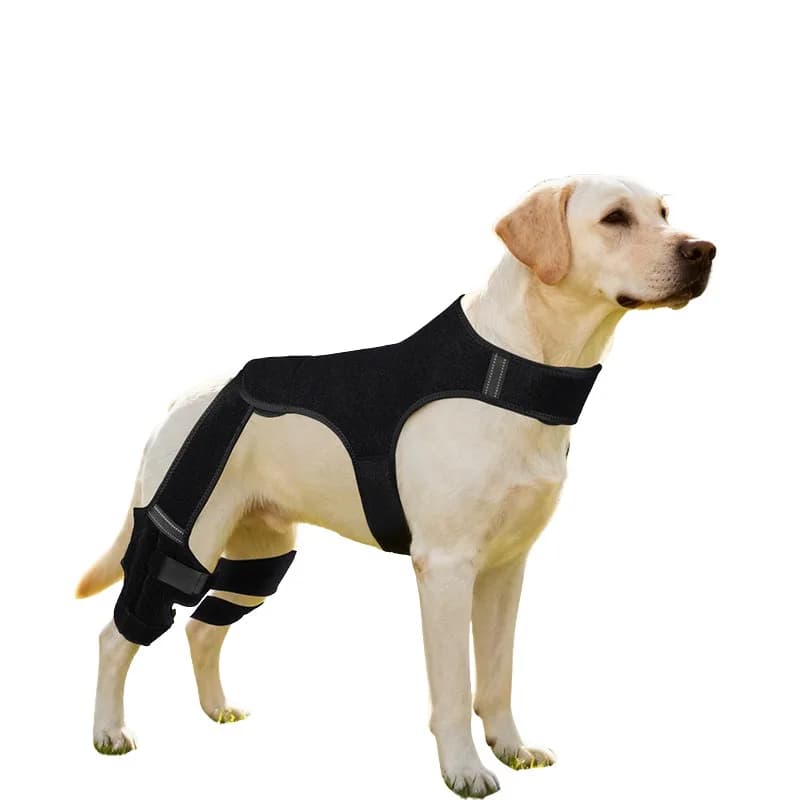Support for Cane Poster Zamps, Protective Paper for Articulations, for Recovery from Lesions and Arthritis, Home Animal Ginocchio Care Accessories