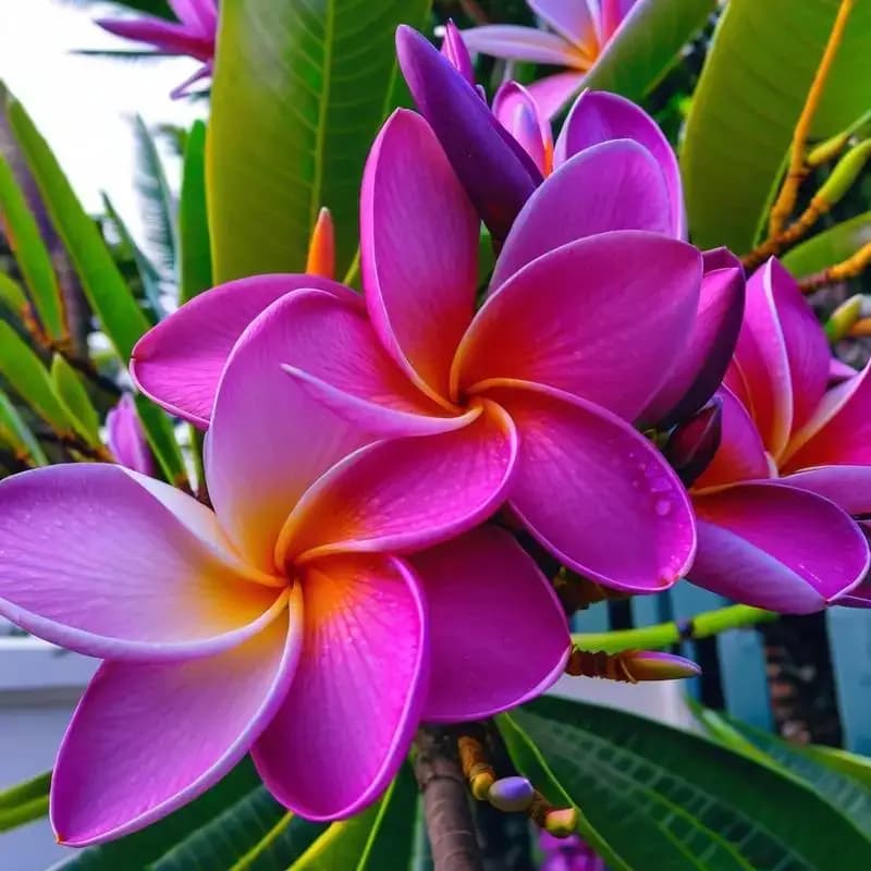 22 seeds of purple and white frangipani, perennial flowers, seeds, pots and containers from us seller