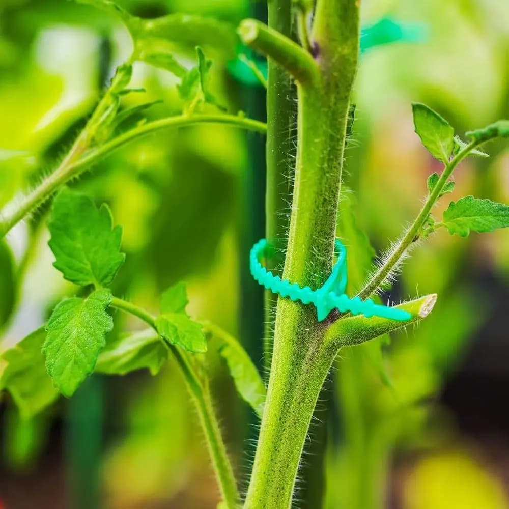 Fascette Regolabili per Piante, Flessibili, Robuste e Riutilizzabili, Lunghezza 13cm, in Plastica, per Giardino e Orto