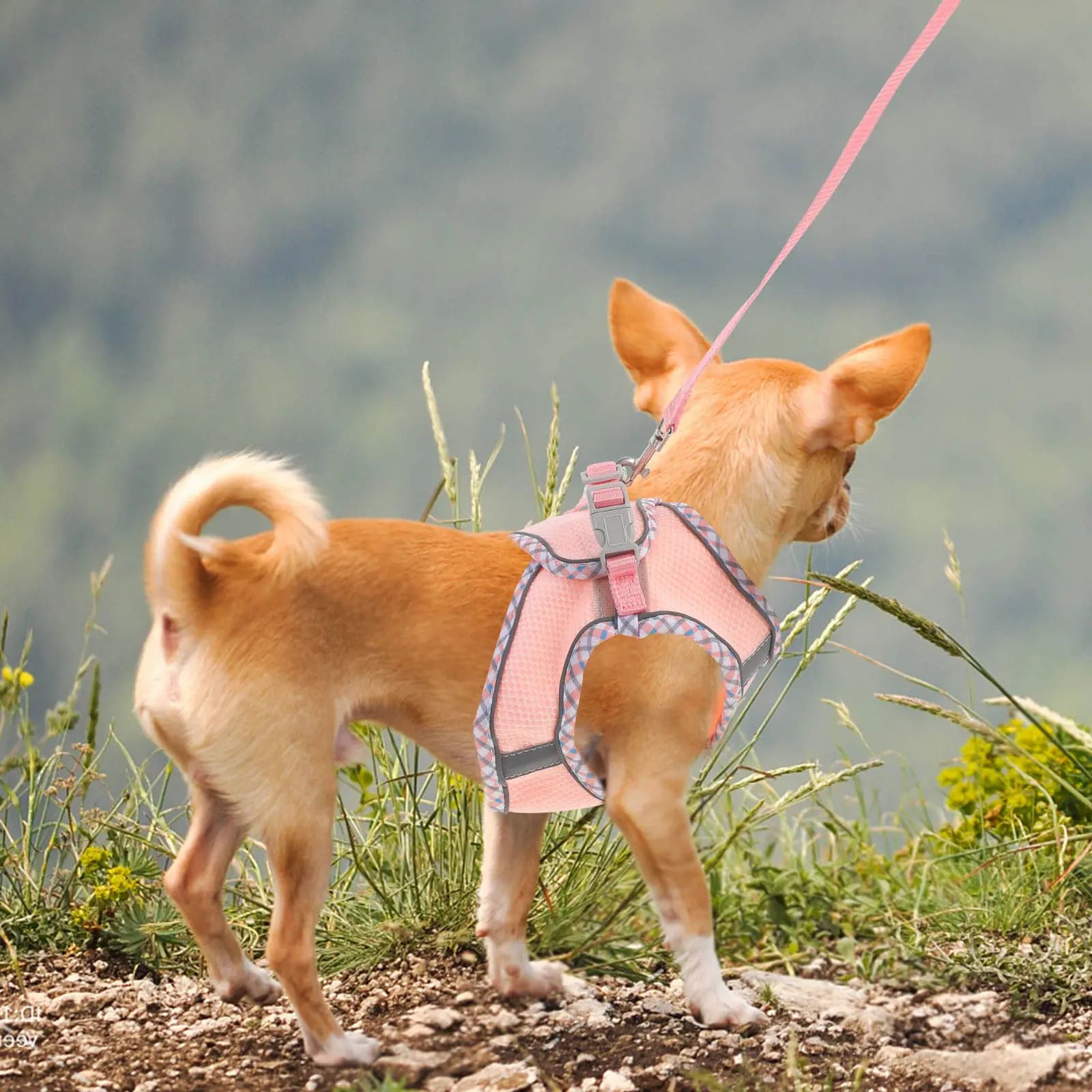 Set di 1 Imbracatura Regolabile per Cani, Leggera in Poliestere, per Cani di Piccola, Media e Grande Taglia, Comoda per Passeggiate all'Aperto