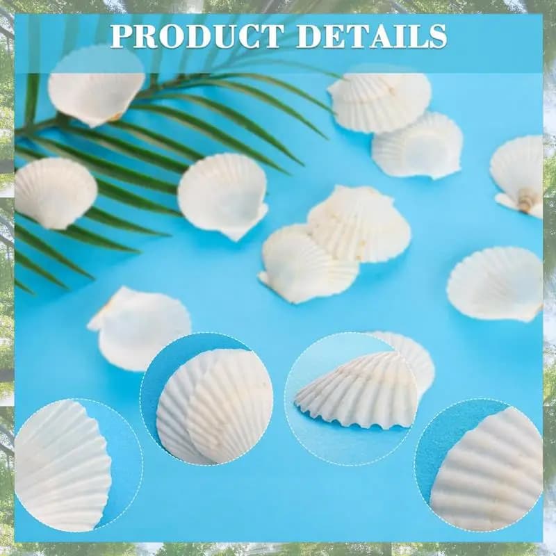 Premium-40PCS natural scaffold shells 1.4-2.4 inch white sea shells for handicrafts Crafting shells Real bulk shells